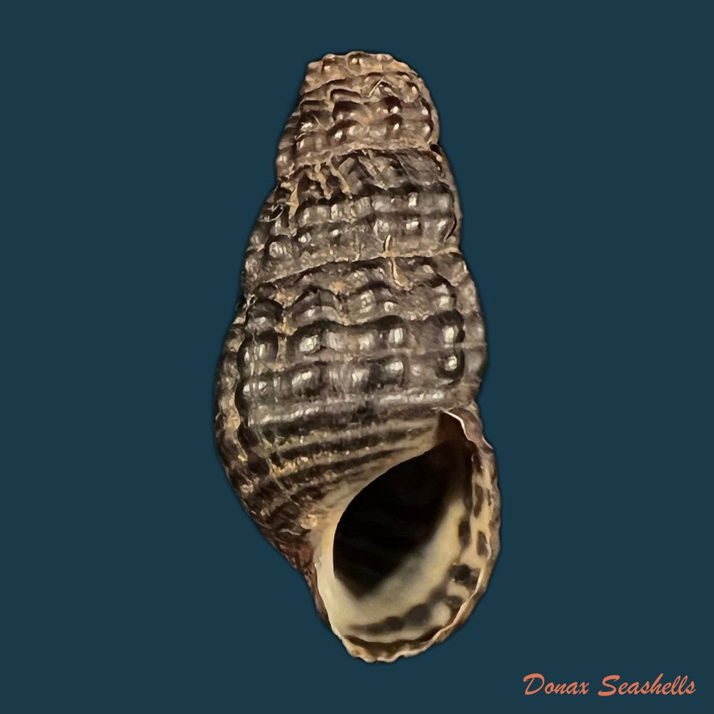 doryssa-kappleri-vernhout-1914-23-1mm-copia