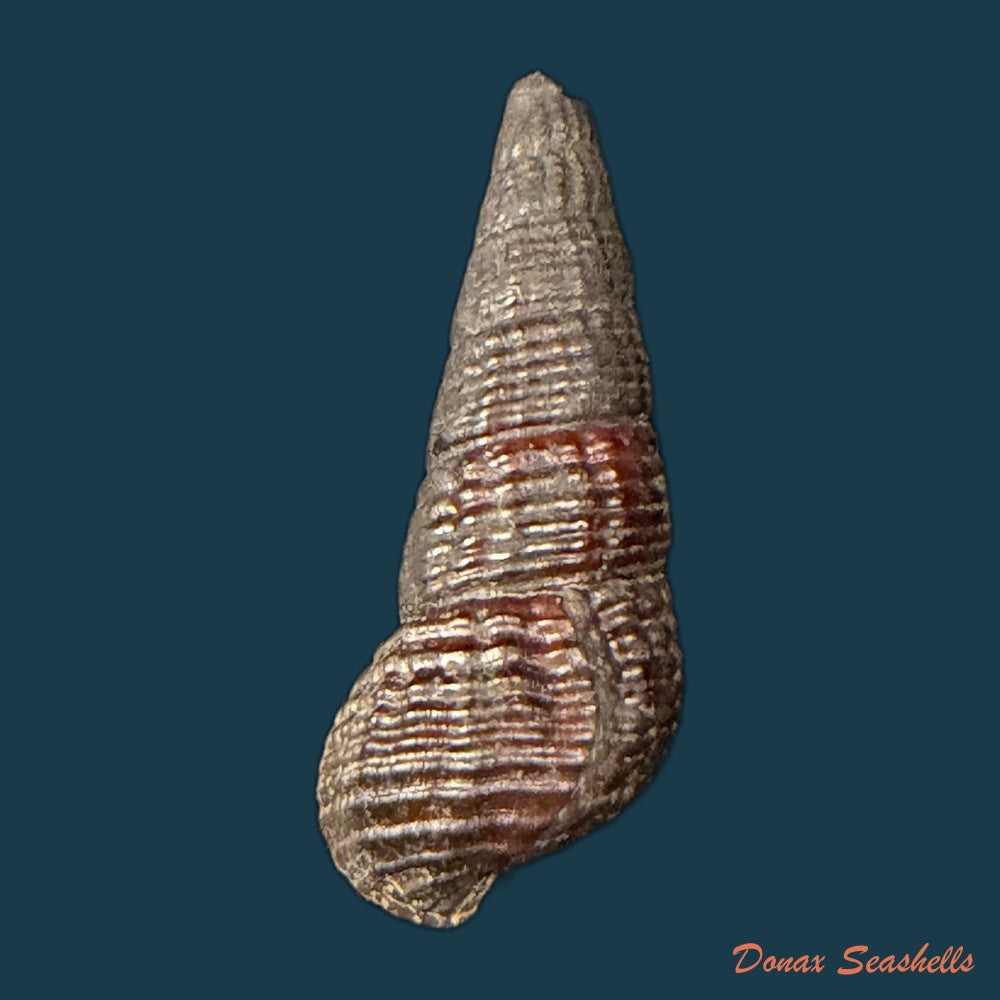 doryssa-macapa-j-moricand-1856-30-9mm-copia