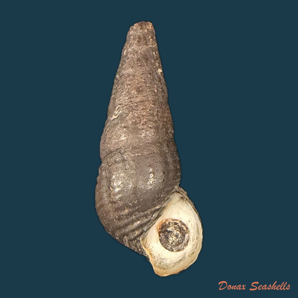doryssa-macapa-j-moricand-1856-30-9mm-copia