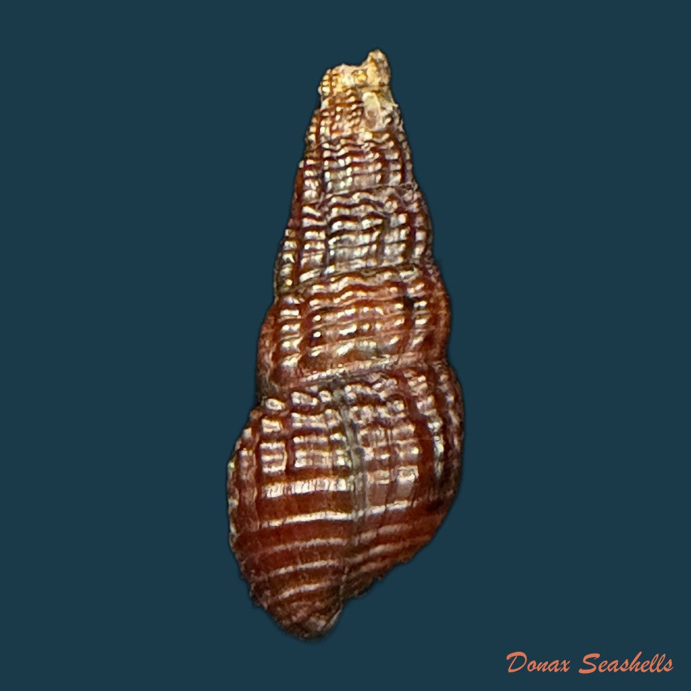doryssa-macapa-j-moricand-1856-33-7mm-copia