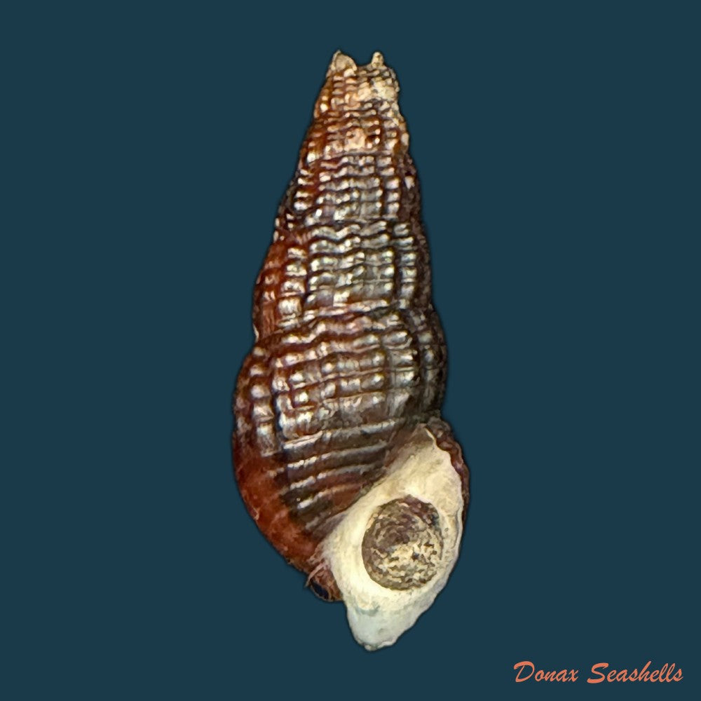 doryssa-macapa-j-moricand-1856-33-7mm-copia