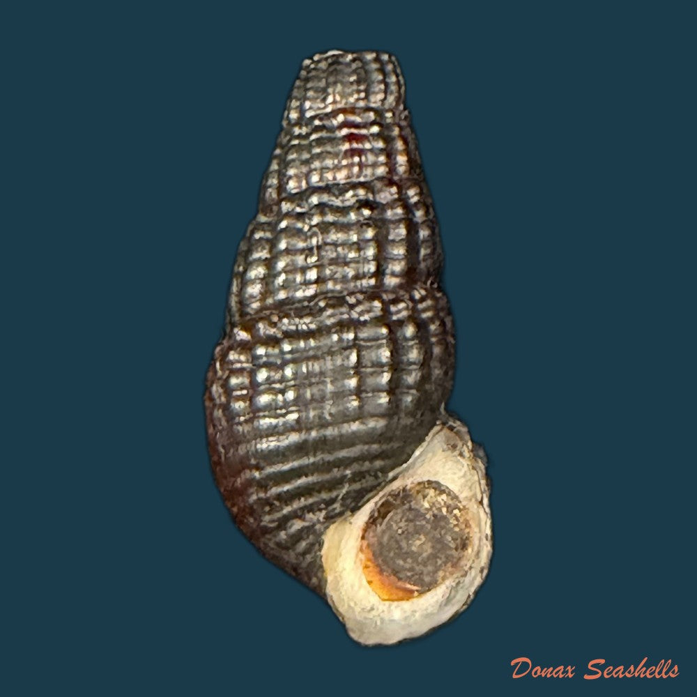 doryssa-macapa-j-moricand-1856-36mm-copia