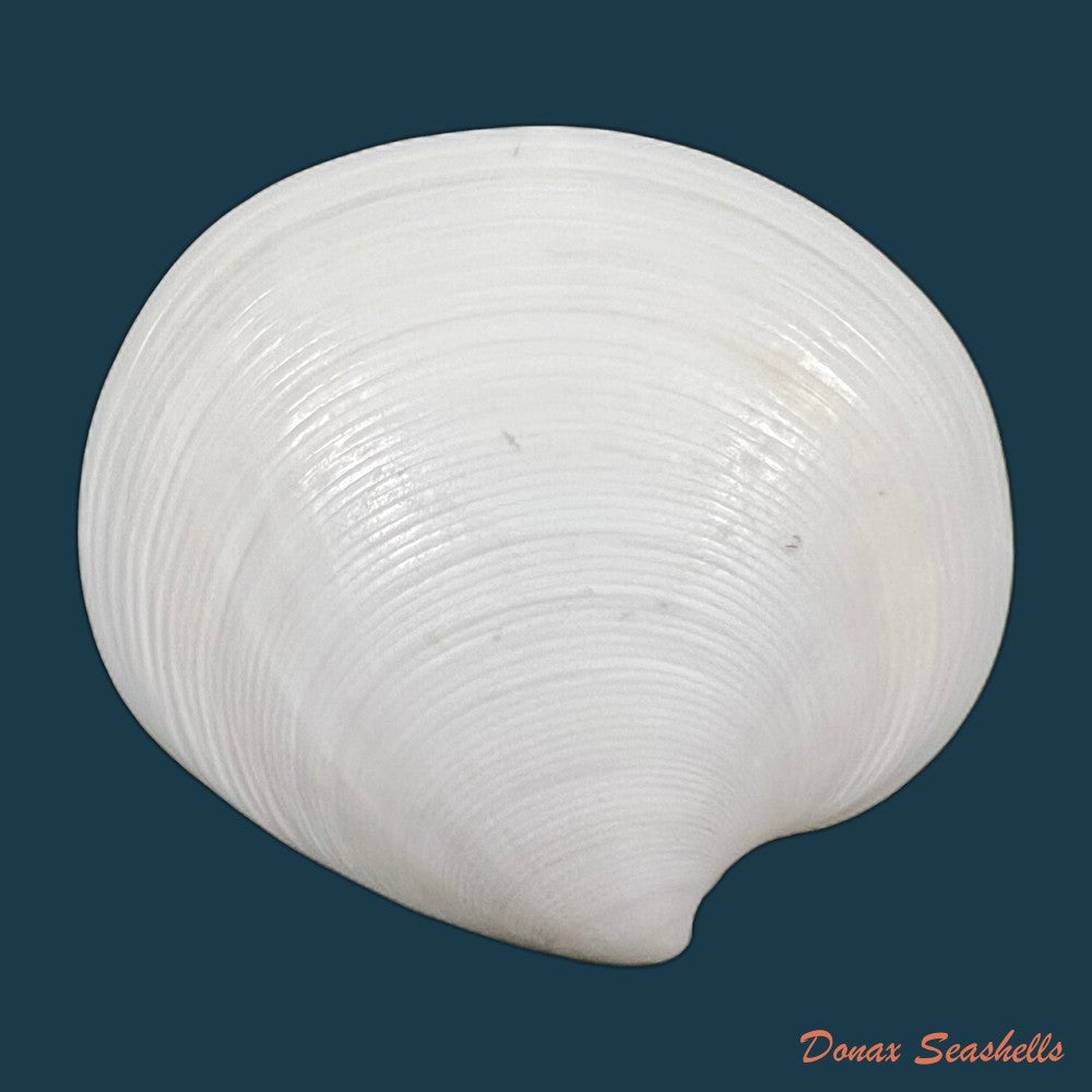 dosinia-discus-reeve-1850-41-8mm-copia