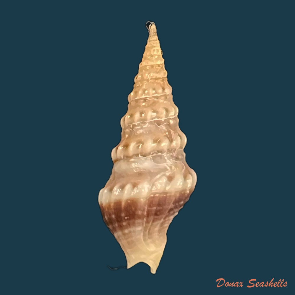 drillia-angolensis-odhner-1923-19-6mm-copia
