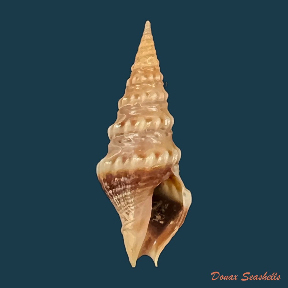 drillia-angolensis-odhner-1923-19-6mm-copia