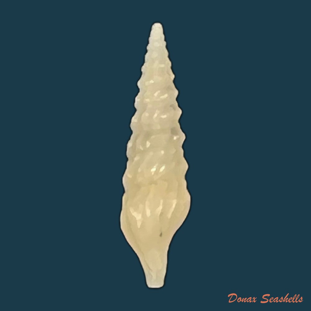 drillia-pyramidata-kiener-1839-17-1mm-copia