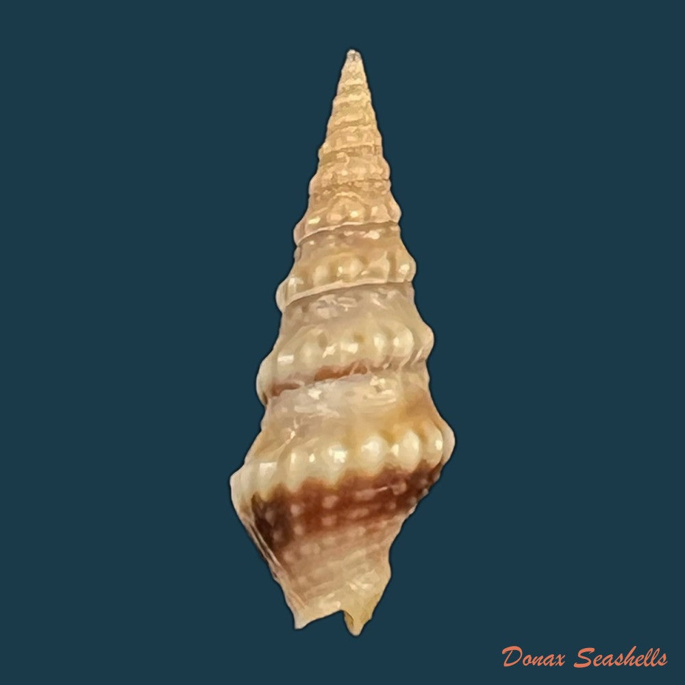 drillia-pyramidata-kiener-1839-18-1mm-copia