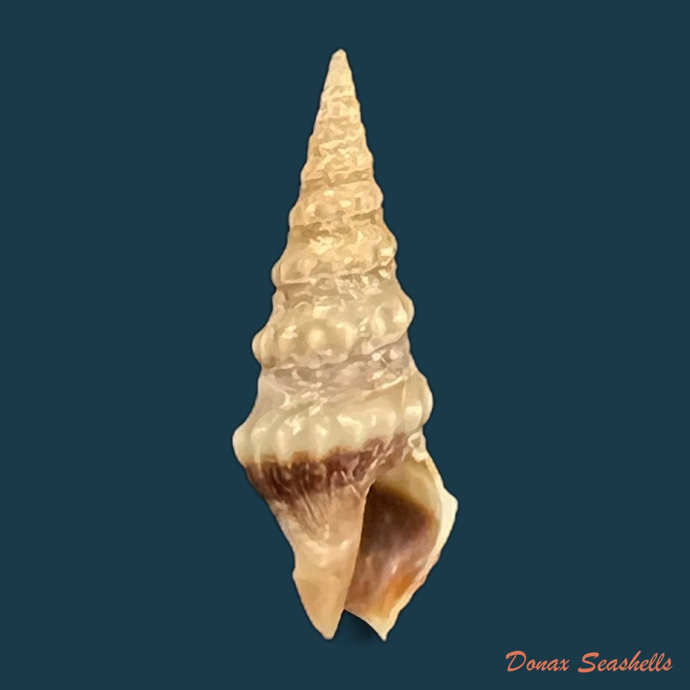 drillia-pyramidata-kiener-1839-18-1mm-copia