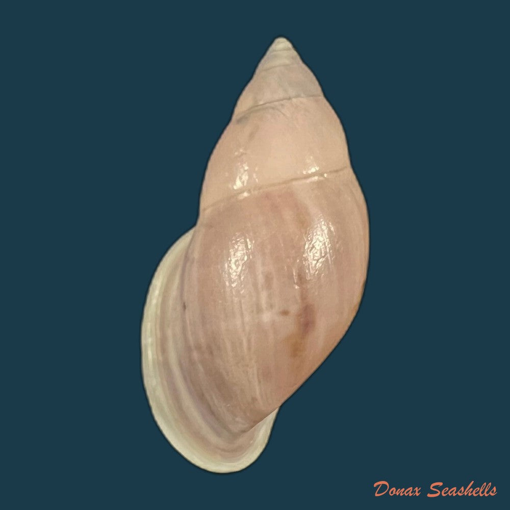 drymaeus-bellus-s-i-da-costa-1906-34-1mm-copia-copia