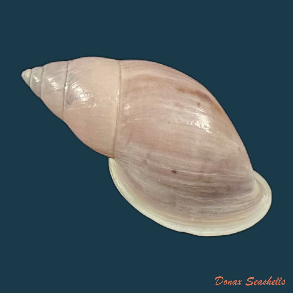 drymaeus-bellus-s-i-da-costa-1906-34-1mm-copia-copia