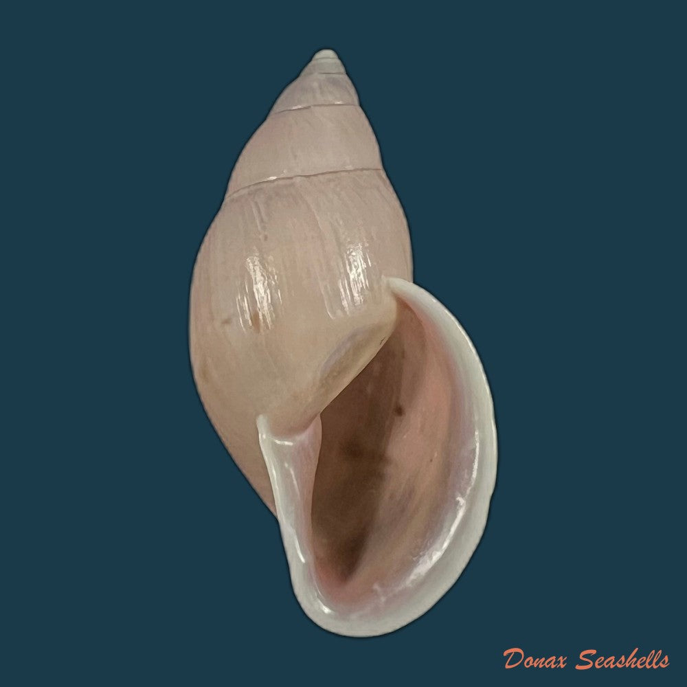 drymaeus-bellus-s-i-da-costa-1906-34-1mm-copia-copia