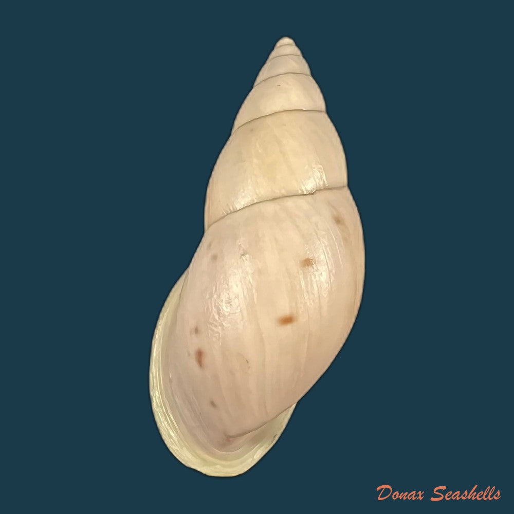 drymaeus-bellus-s-i-da-costa-1906-34-1mm-copia