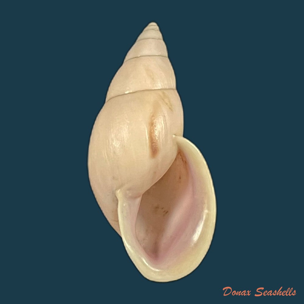 drymaeus-bellus-s-i-da-costa-1906-34-1mm-copia
