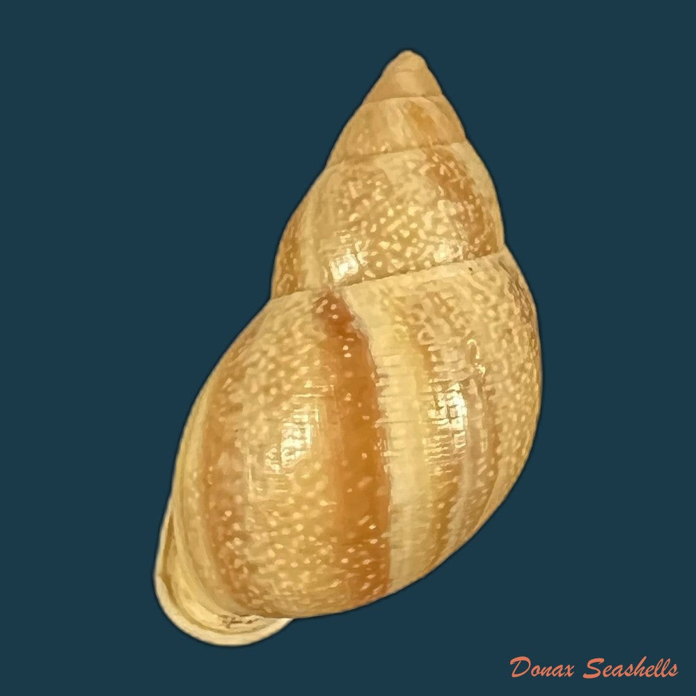 drymaeus-cf-caucaensis-s-i-da-costa-1898-31-6mm-copia