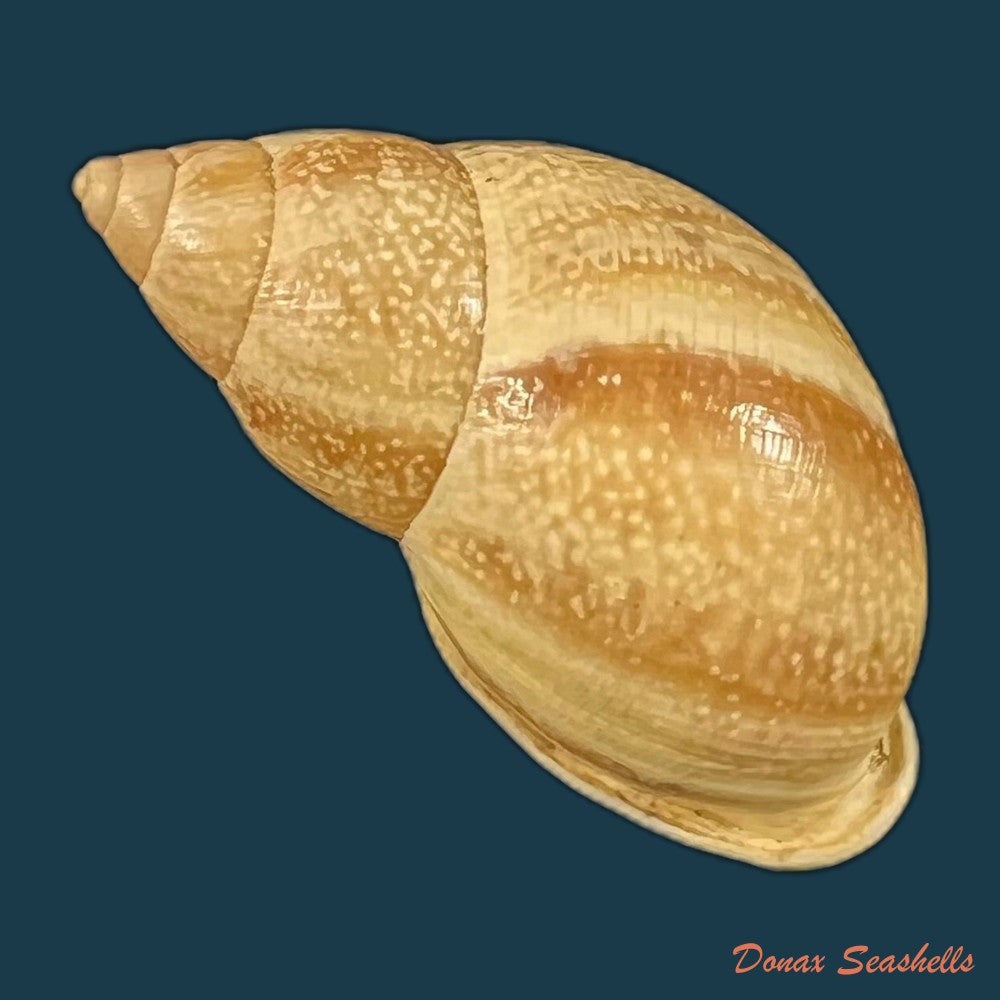 drymaeus-cf-caucaensis-s-i-da-costa-1898-31-6mm-copia