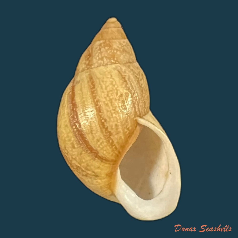 drymaeus-cf-caucaensis-s-i-da-costa-1898-31-6mm-copia