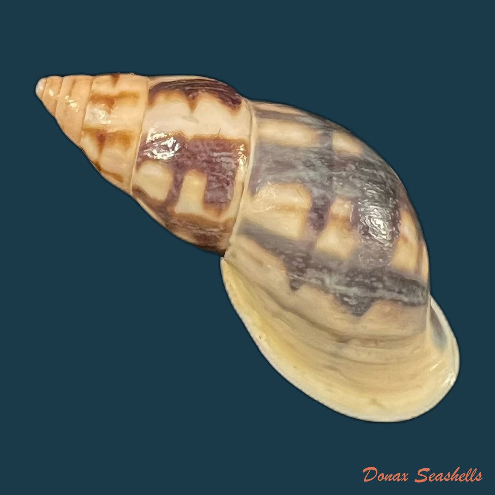 drymaeus-cf-caucaensis-s-i-da-costa-1898-33-5mm-copia