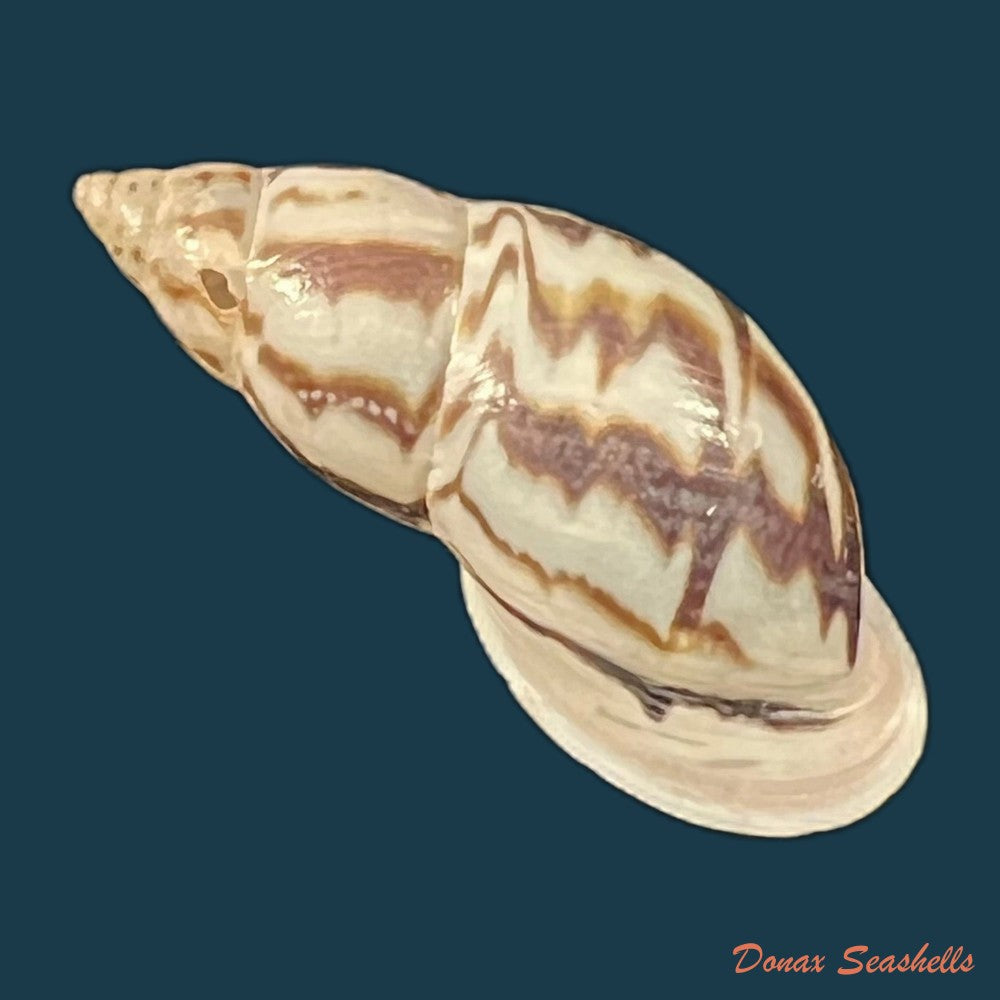 drymaeus-cf-eversus-mousson-1873-29-4mm-copia