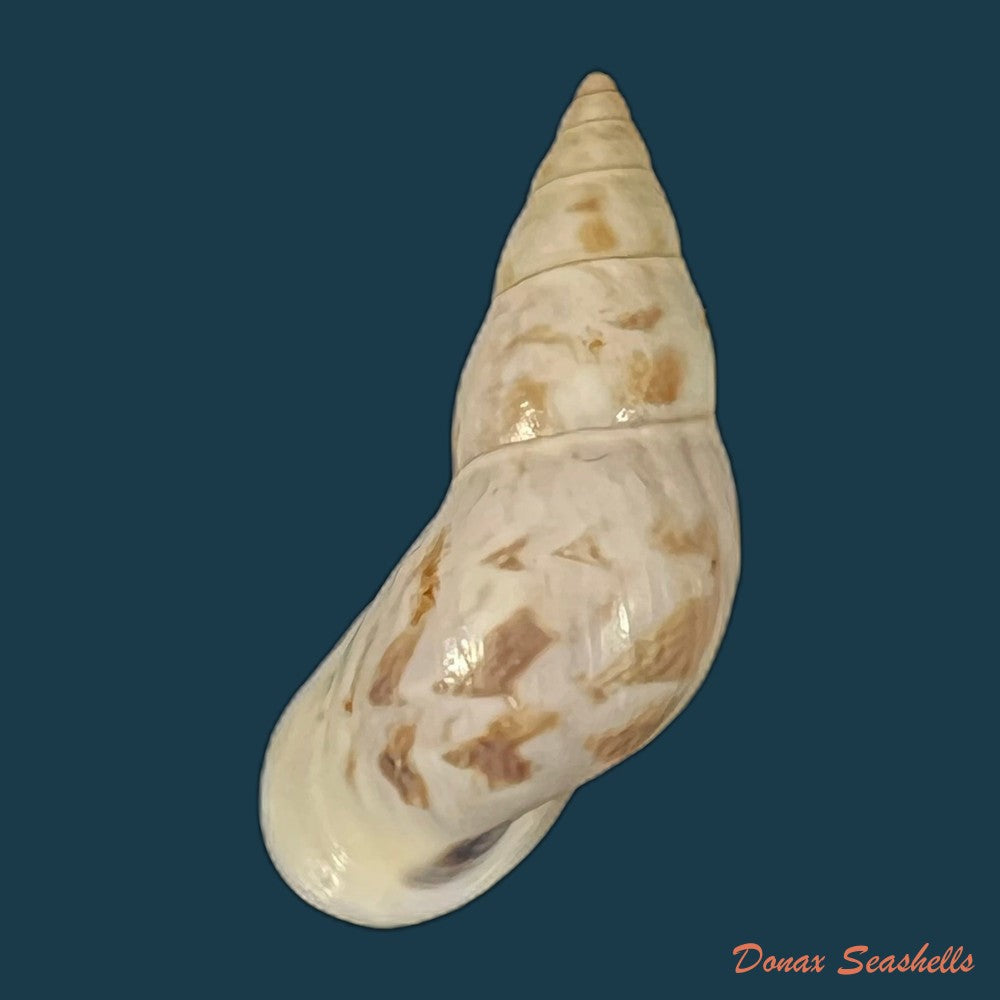 drymaeus-chimborasensis-reeve-1848-28-8mm-copia