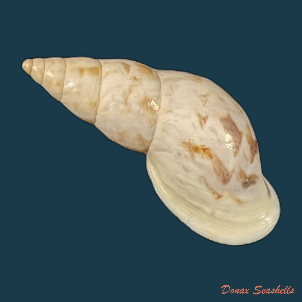 drymaeus-chimborasensis-reeve-1848-28-8mm-copia