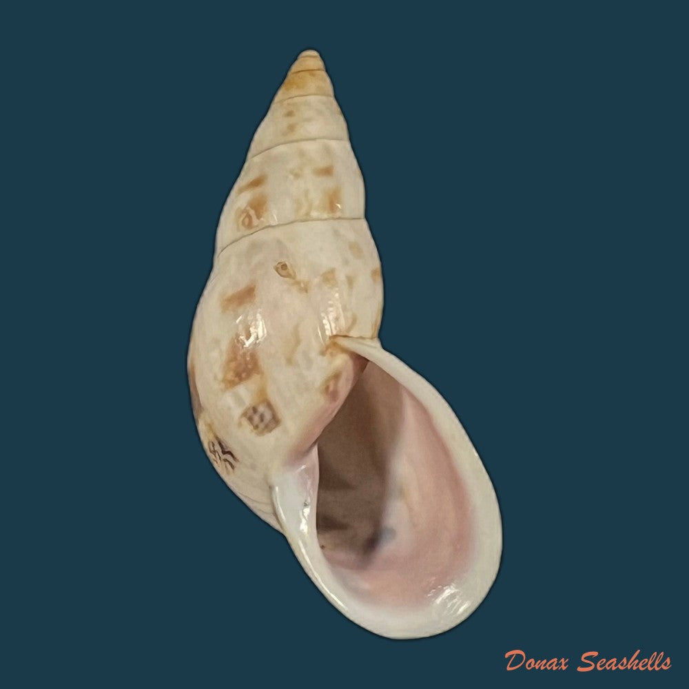 drymaeus-chimborasensis-reeve-1848-28-8mm-copia