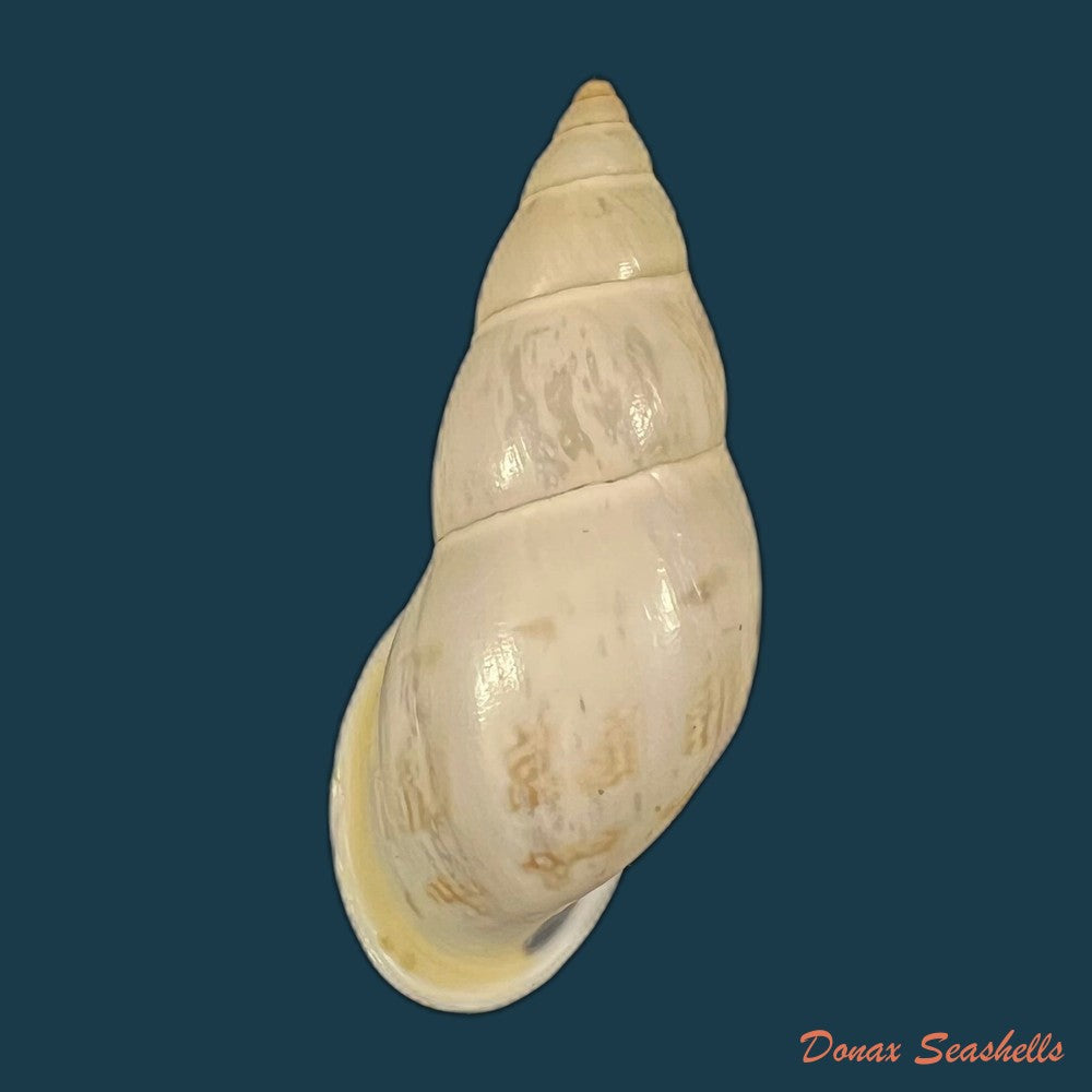 drymaeus-comis-preston-1907-29-2mm-copia