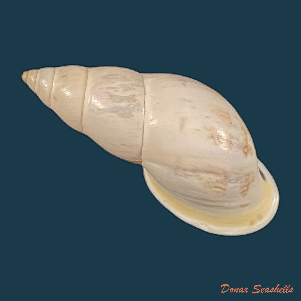 drymaeus-comis-preston-1907-29-2mm-copia