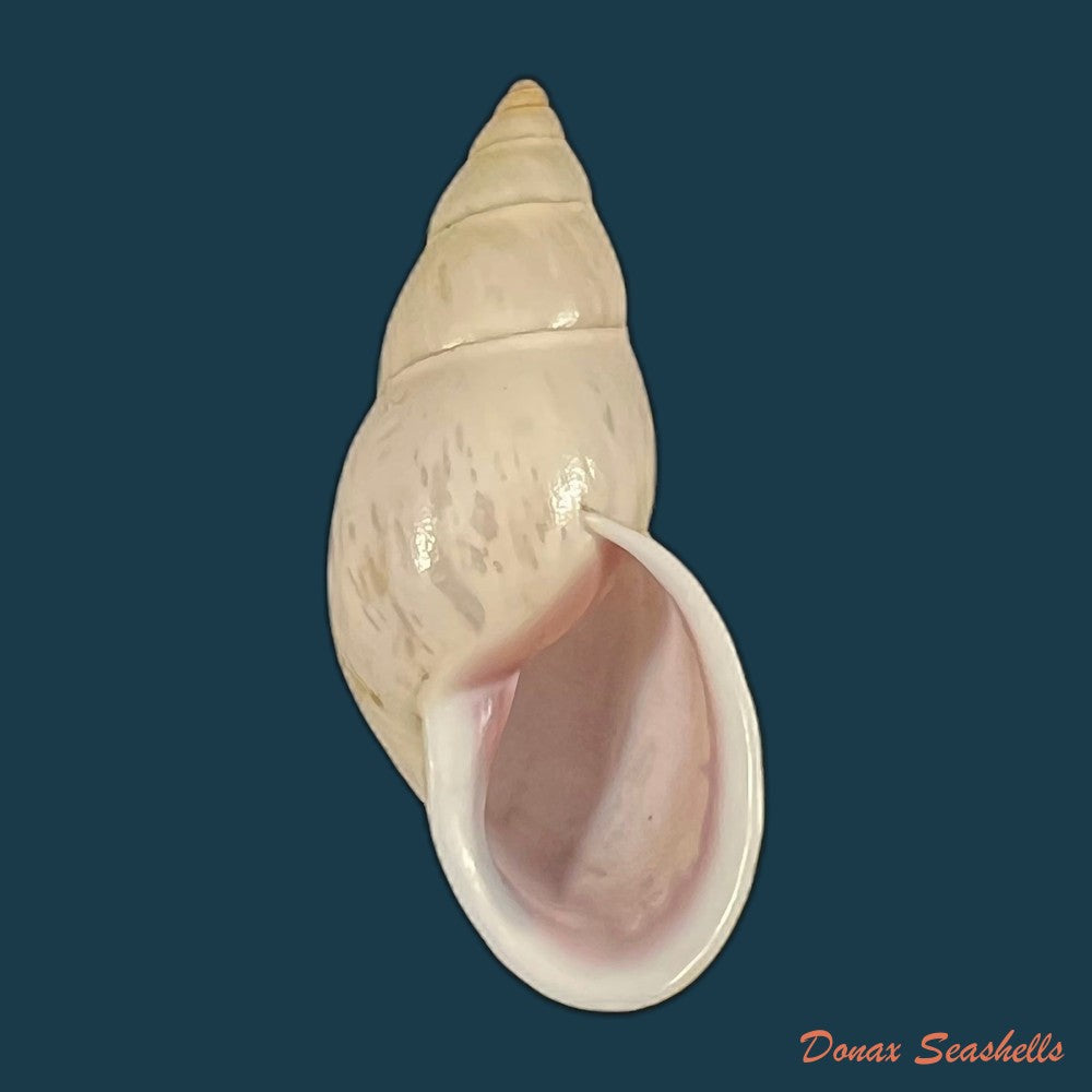 drymaeus-comis-preston-1907-29-2mm-copia