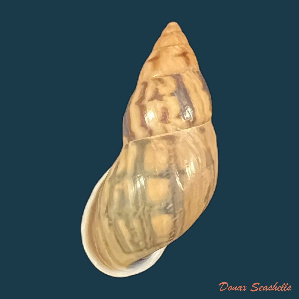 drymaeus-comis-preston-1907-31-5mm-copia