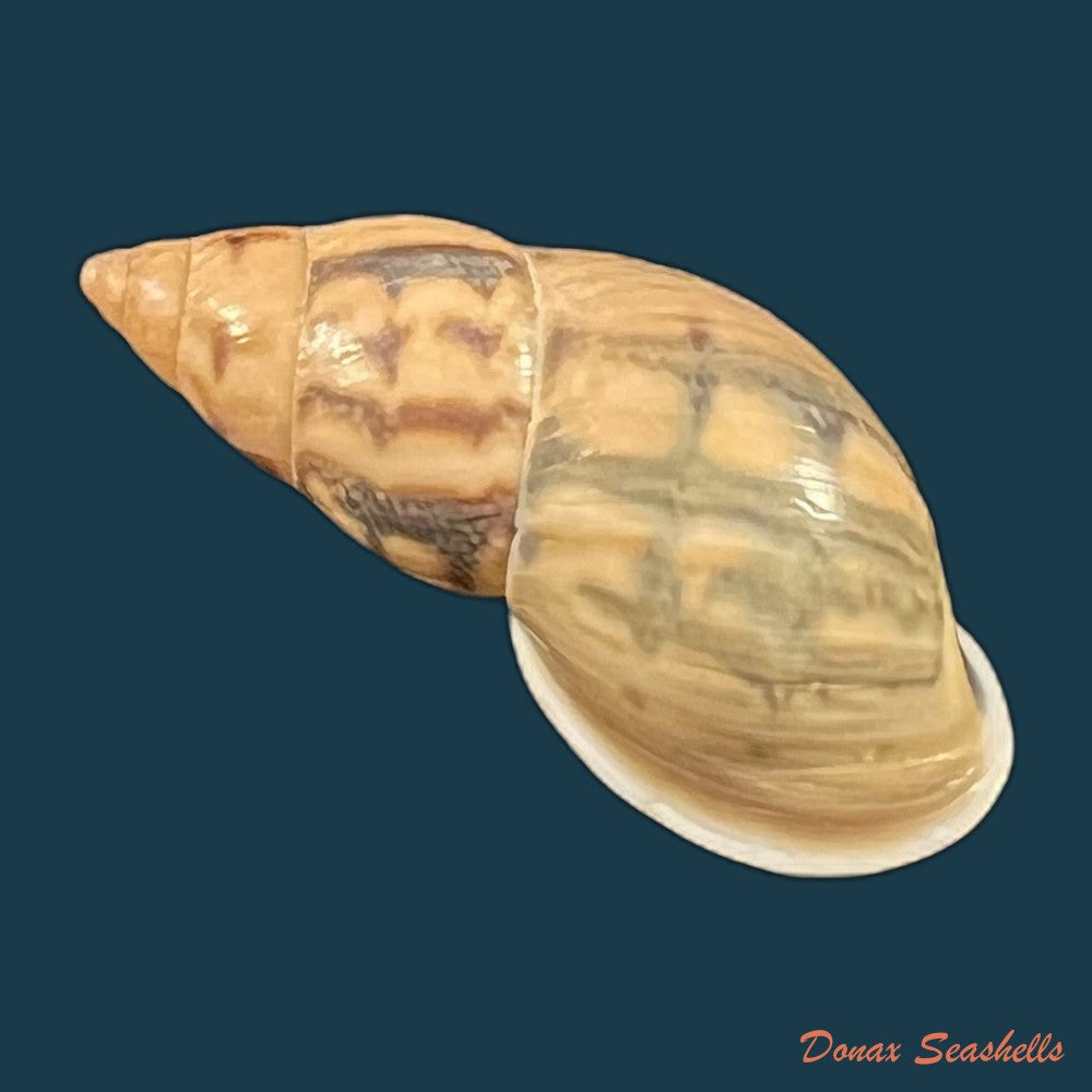 drymaeus-comis-preston-1907-31-5mm-copia
