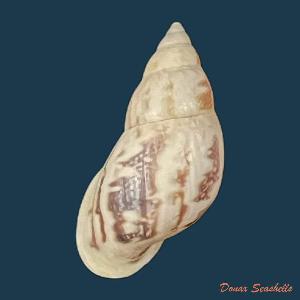 drymaeus-eversus-alata-piaget-1914-30-6mm-copia