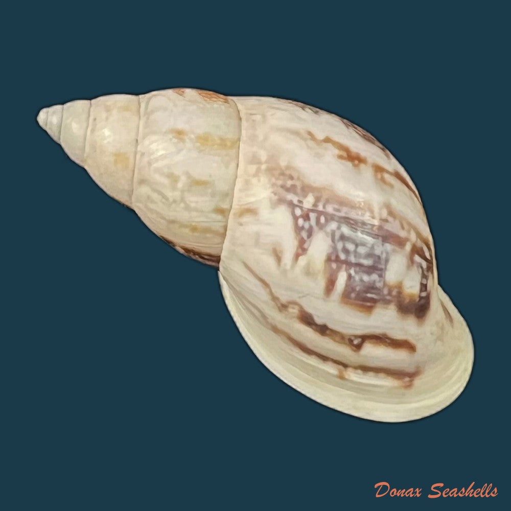 drymaeus-eversus-alata-piaget-1914-30-6mm-copia