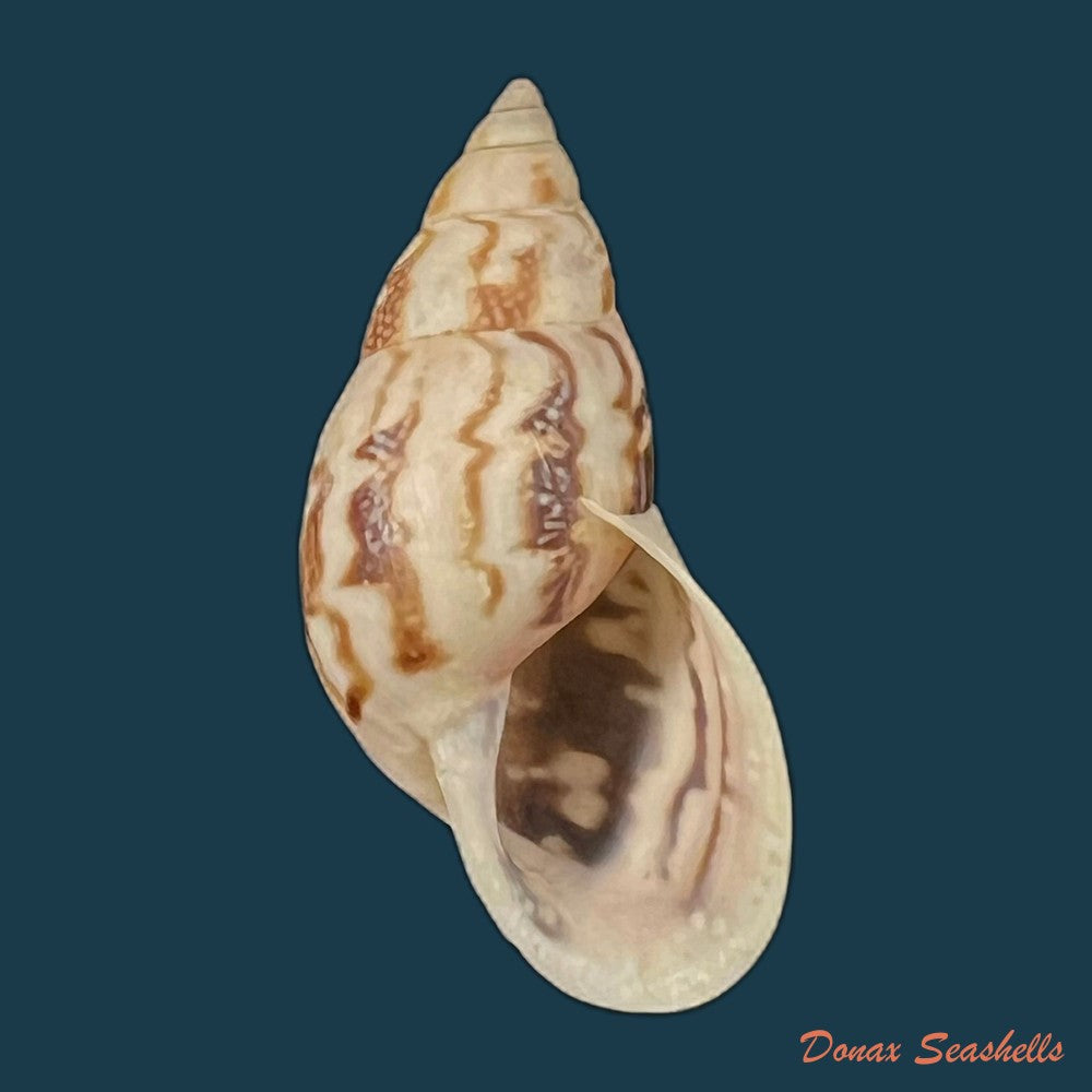 drymaeus-eversus-alata-piaget-1914-30-6mm-copia