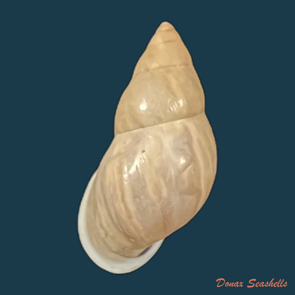 drymaeus-eversus-subula-piaget-1914-32-7mm-copia