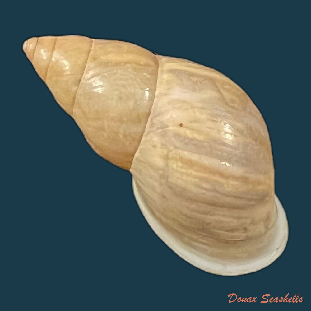 drymaeus-eversus-subula-piaget-1914-32-7mm-copia