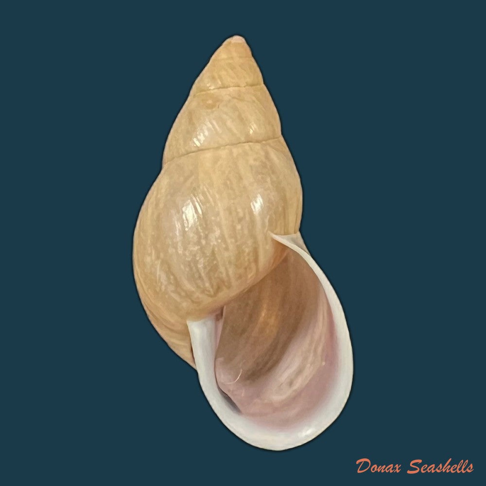 drymaeus-eversus-subula-piaget-1914-32-7mm-copia