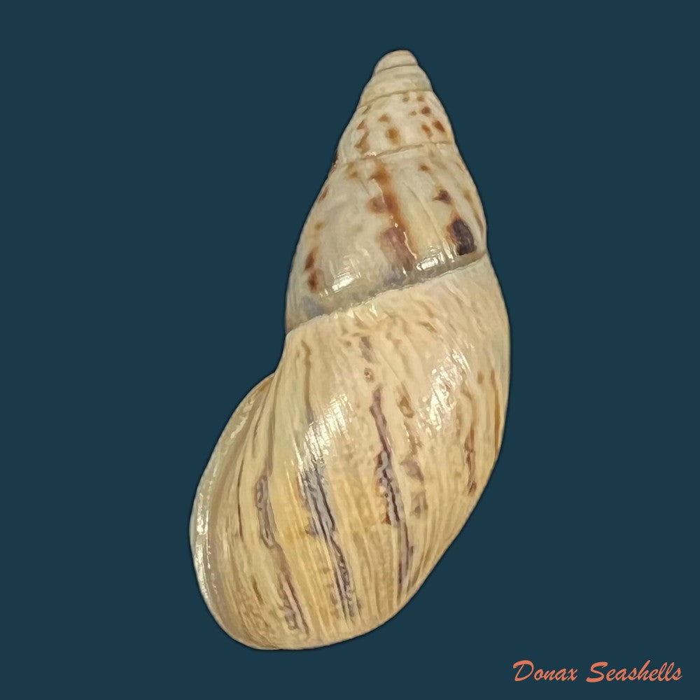 drymaeus-exoticus-s-i-da-costa-1901-32mm-copia