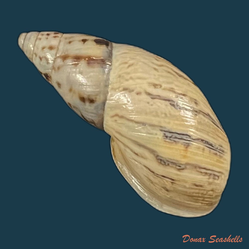 drymaeus-exoticus-s-i-da-costa-1901-32mm-copia