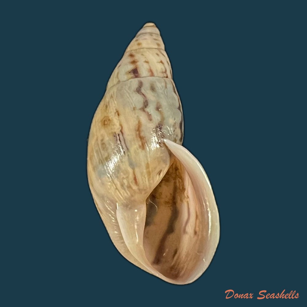 drymaeus-exoticus-s-i-da-costa-1901-32mm-copia