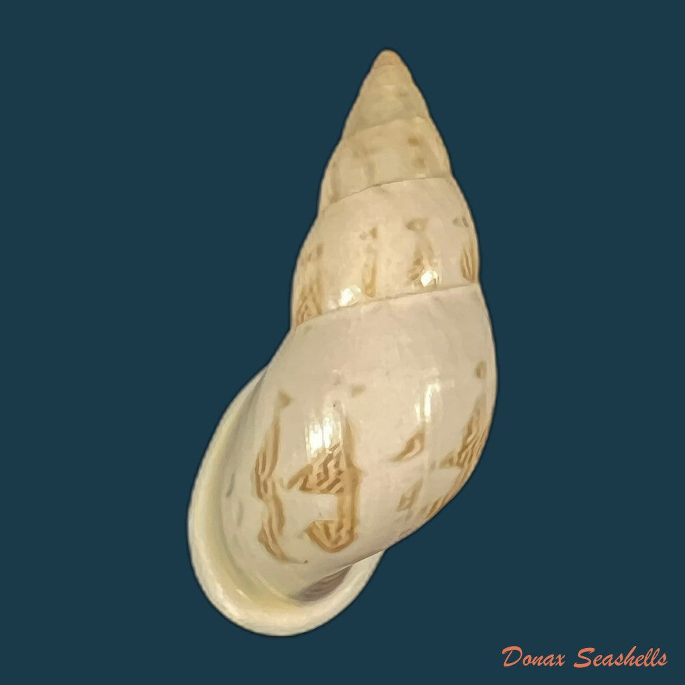 drymaeus-exoticus-s-i-da-costa-1901-34-55mm-copia
