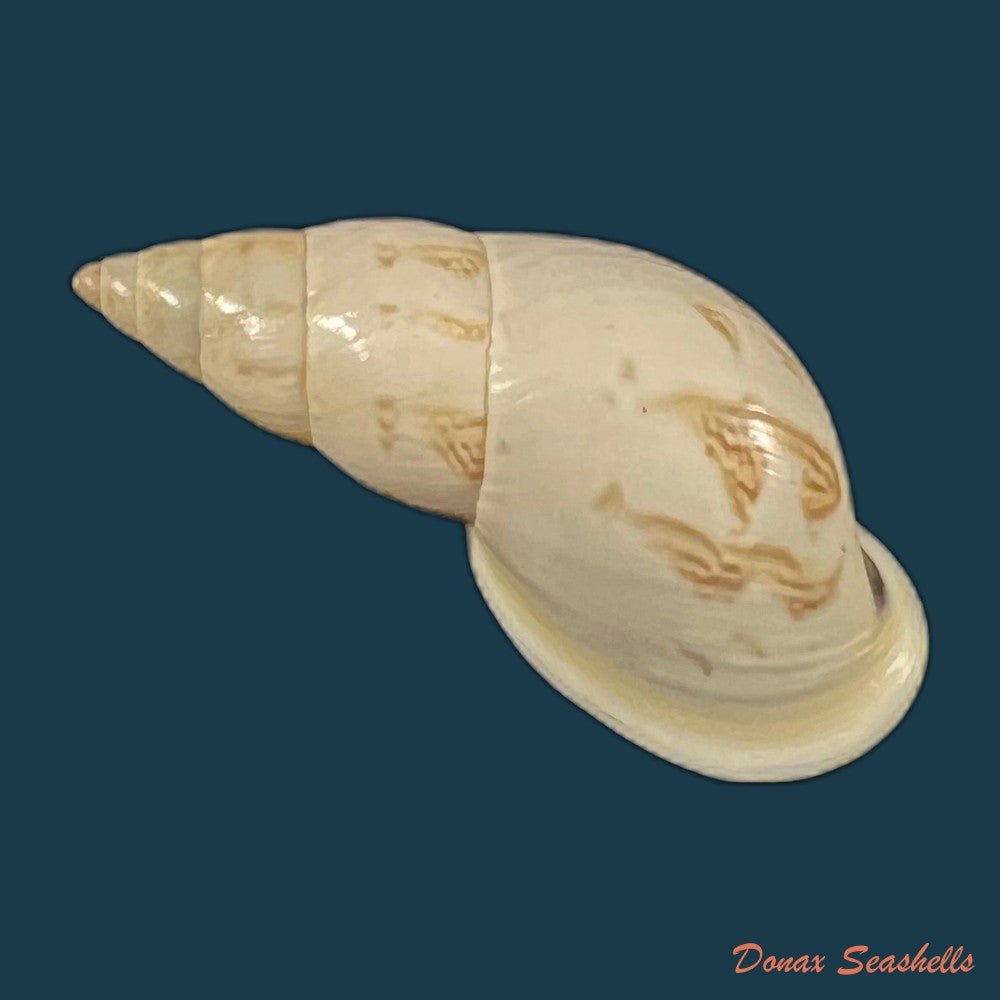 drymaeus-exoticus-s-i-da-costa-1901-34-55mm-copia