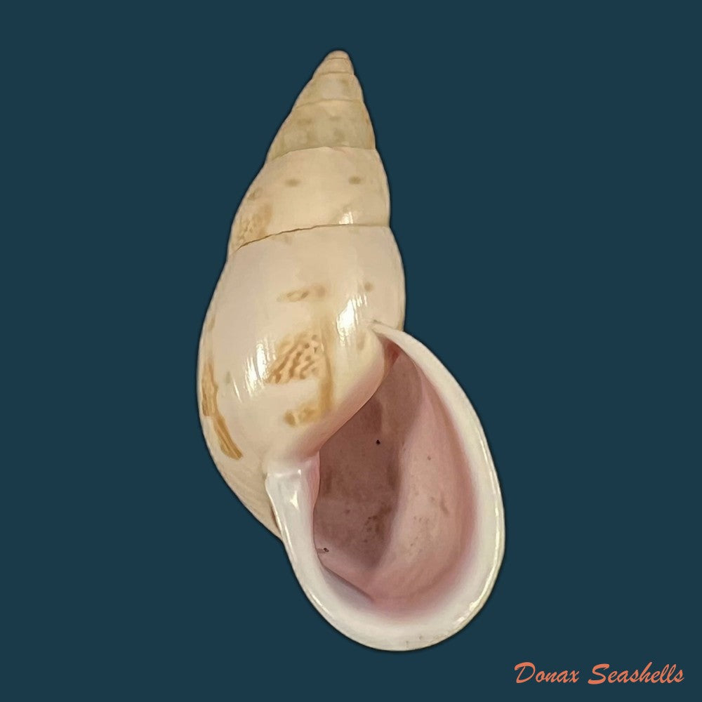 drymaeus-exoticus-s-i-da-costa-1901-34-55mm-copia