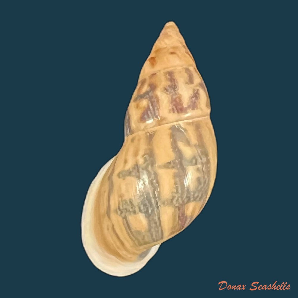 drymaeus-fusagasuganus-pilsbry-1935-26mm-copia