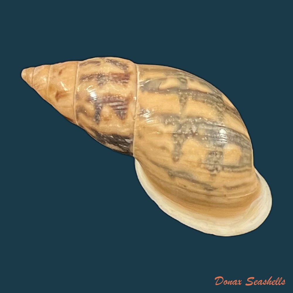 drymaeus-fusagasuganus-pilsbry-1935-26mm-copia