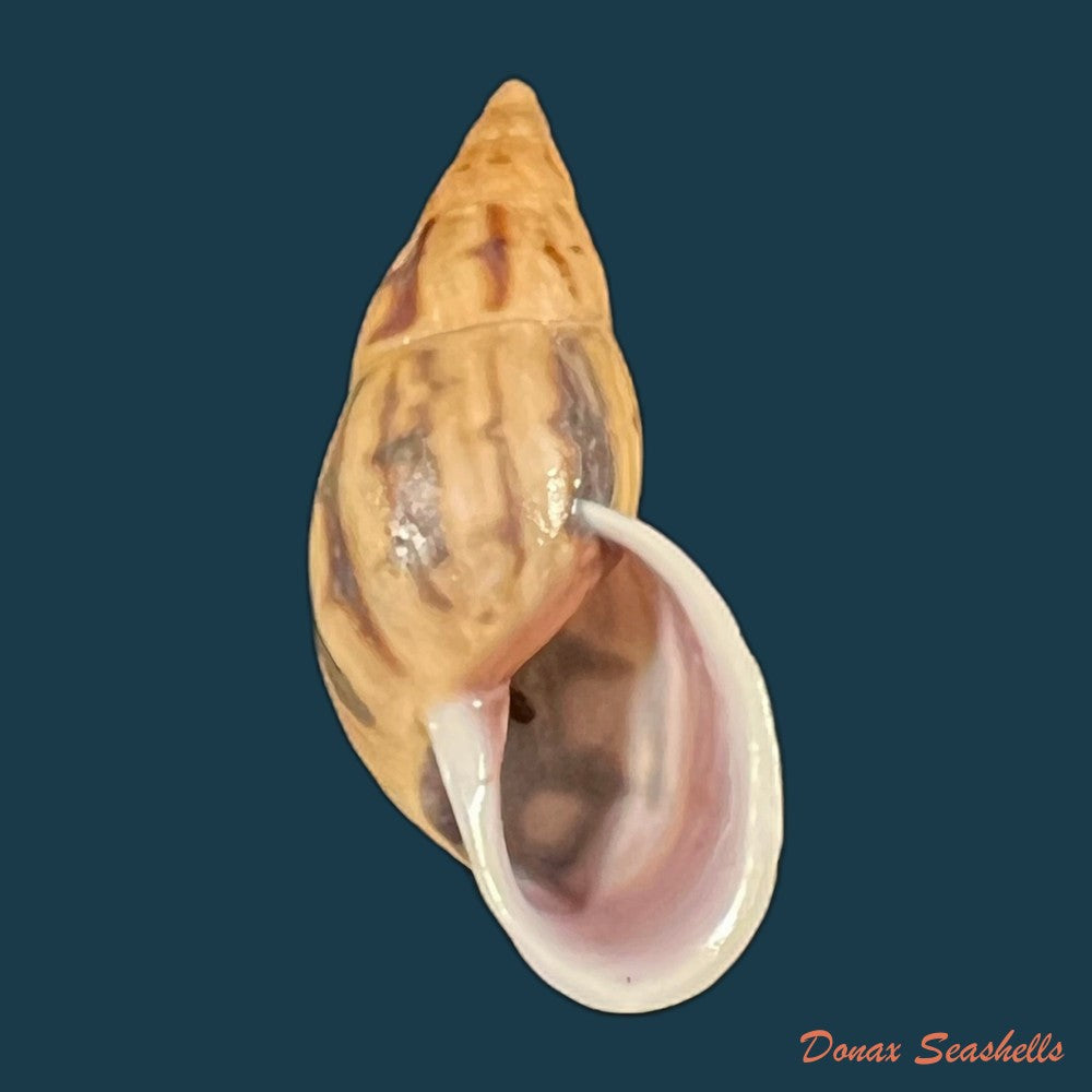 drymaeus-fusagasuganus-pilsbry-1935-26mm-copia