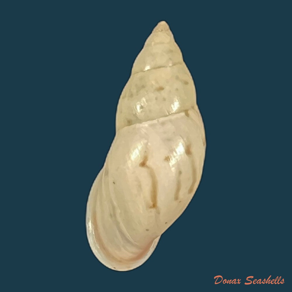 drymaeus-fusagasuganus-pilsbry-1935-28-1mm-copia