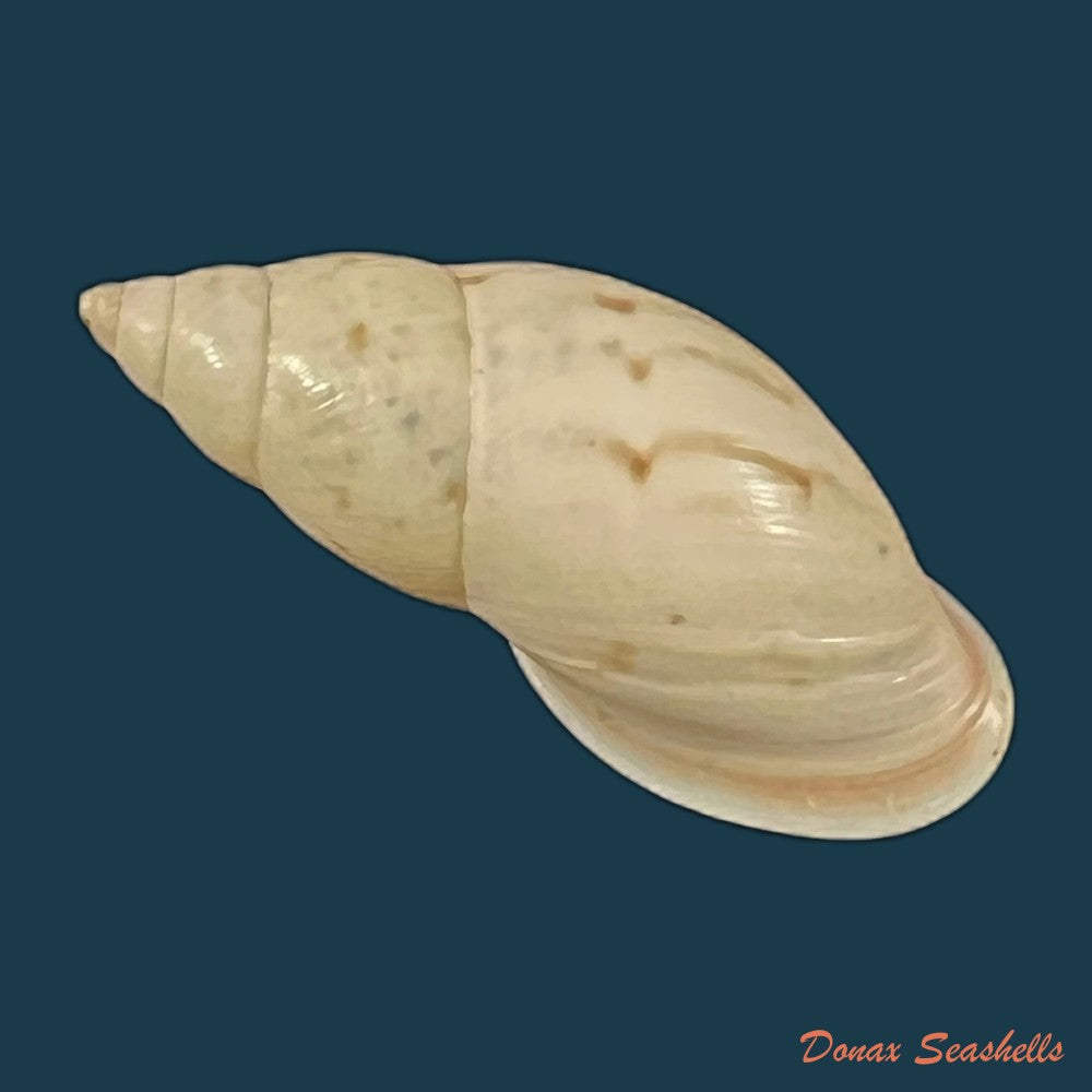 drymaeus-fusagasuganus-pilsbry-1935-28-1mm-copia