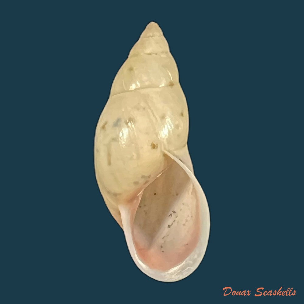 drymaeus-fusagasuganus-pilsbry-1935-28-1mm-copia