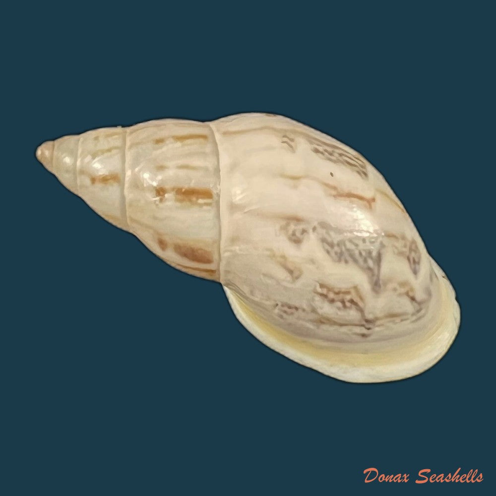 drymaeus-geometricus-l-pfeiffer-1846-29-2mm-copia