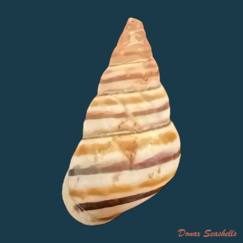 drymaeus-incognitus-s-i-da-costa-1907-30-2mm-copia